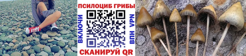 Псилоцибиновые грибы мицелий hydra как зайти Светлый купить наркоту